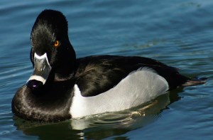 I hate everything, including your opinion. Go away. Image from Butler's Birds.