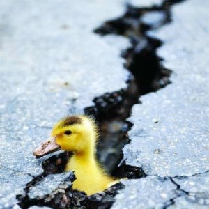 Earth quack!!!!!! Image found on RoosterTeeth.com.