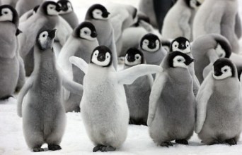 We can dance if we want to! From cutestpaw.com.