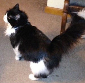 Why, yes, I do like fluffy pants! Image from Balloon Juice.