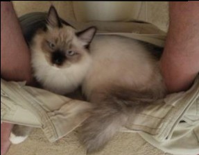 What a nice bed, thank you! Image by Rhuel from Floppycats.com.