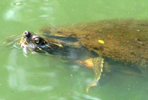 The tortoise looks like he feels about the same as I do.