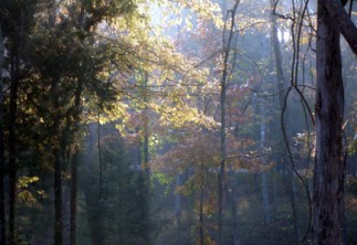 Light beams through fall trees at Burns Park.
