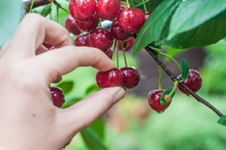 Cherries might be tasty, but cherry-picked data are not. Image found on Medscape.