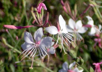 Guara on the roadside ... sorta looks like a bunch of butterflies.