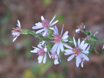 Calico asters are one of my favorite fall wildflowers.