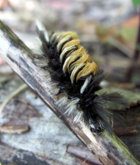 A milkweed tussock caterpillar ... much prettier than the moth it turns into.