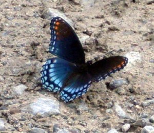 A purple admiral prepares for takeoff.