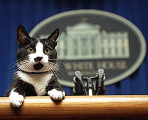 If Socks was still alive, I'd vote for him. His decisions would probably make more sense than most politians'. AP photo by Marcy Nighswander.