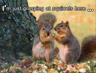 Photo of Autumn Squirrels by Susan Schwarting.