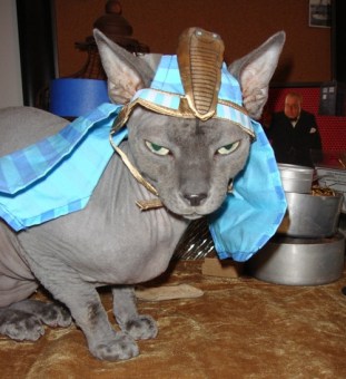 How do you make an already kinda-creepy-looking cat even creepier? This. Image found on Cutestcatpics.