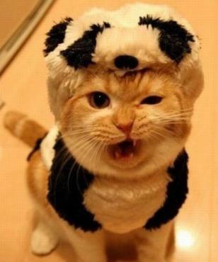 I don't think this marmie much appreciates panda couture. Image found on Catmoji.