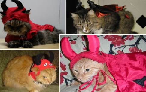 I'm fairly sure all these cats are planning on sending their people straight to Hell. Image found on Idealpetstuff.com.
