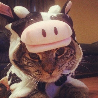 This cat's person probably suffered massive blood loss after this picture was taken. Image found on BuzzFeed.