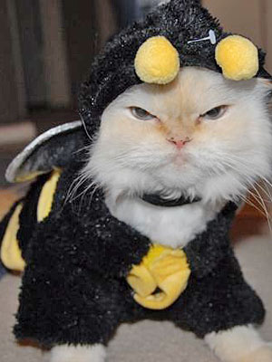 You'd best beware my sting if you know what's good for you. Image found on Cute-n-tiny.