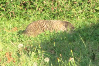 At first, it could have been mistaken for a pile of dirt or leaves.
