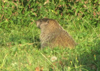 And then, not so much! I know some people don't like groundhogs, but I think he's a little cutie, and he's welcome back anytime.
