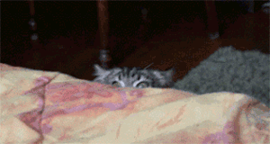 Is he still there???? Image from cutecatgifs.com.