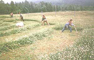 Actual swaths of grass cut by a scythe; imagine that! Image found on Scythe Connection.