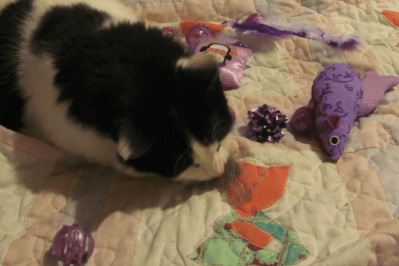 Need. More. Nip. Now.