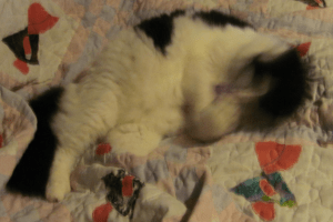 This is your brain on nip and little purple fishies.