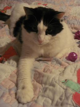 You think putting a little catnip on my paw's gonna affect me?