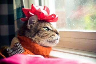 That's right, humans, laugh now ... Image found on cattpix.