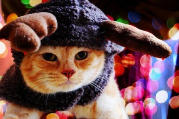 I left something special in your stocking! Image found on Cutest Paw.