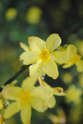 Though sometimes mistaken for forsythia winter jasmine has its own beauty. Image found on University of Tennessee Institute of Agriculture site.