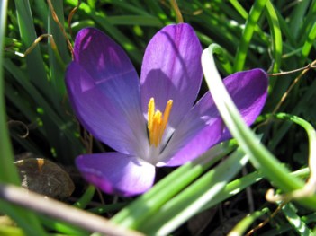 A dainty crocus is a delightful surprise.