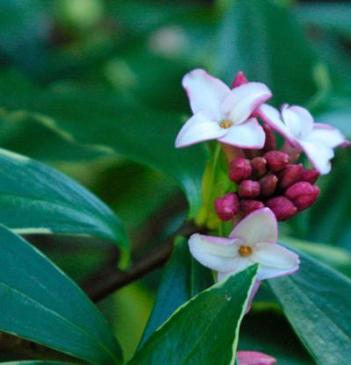 I've never tried to grow Daphne, but I may have to think about it, especially since it blooms in winter. Image found on FineGardening.