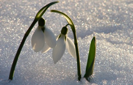 Snowdrops are like little bursts of Spring. Image found on goodfon.su.