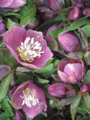 Considering my love for purple, of COURSE I'd love these purple lenten roses. Image found on fromlynnsgarden.wordpress.com.