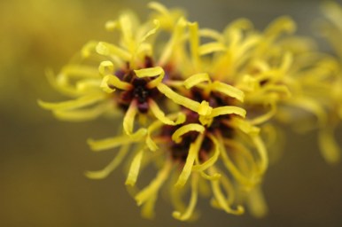 Every so often, I'm tempted to grow witch hazel, if just for the very interesting blooms. Image found on The Gardening Register.