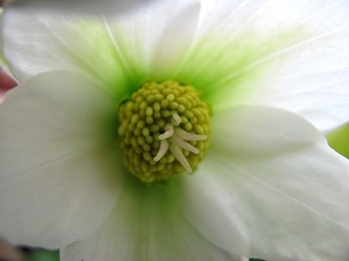 Another hellebore (like the lenten rose), the Christmas rose is very striking.