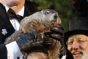 Groundhog Day Groundhog Club handler holds Punxsutawney Phil, the weather prognosticating groundhog, during the 129th celebration of Groundhog Day on Gobbler's Knob in Punxsutawney, Pa. Monday, Feb. 2, 2015. Image by Gene J. Puskar, The Associated Press.