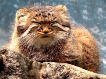 I am one with my fuzziness. Image found on BuzzFeed.