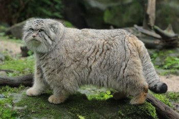 Great ... thanks for catchingme on a fat day. Image found on whyevelutionistrue.