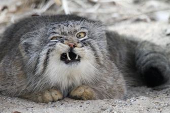 The majestic Pallas cat (or Manul) ... like you've never looked weird trying to hold in a sneeze. Image found in Imgur.