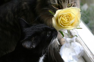 See, Sergei? If you stop and smell the roses, the humans will think it's so cute they'll forgive you for ANYthing! Image found on musicandcats.