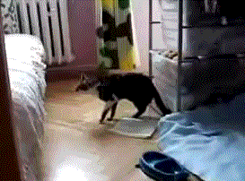 Why do you call your bed "Conclusions?" ... Oh ... GIF found on dontpokethebear.