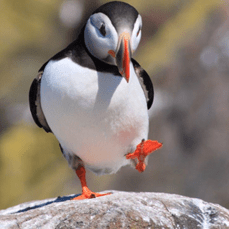 Yes, puffin, that's how you do the hokey-pokey! Image found on rspb.org.uk.