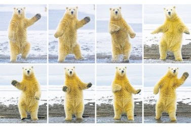 This is what cracked me up yesterday. It's old, but still funny. Image found on animal-kid.com.