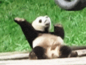 Shake it if you've got it! GIF found on BuzzNewsworthy.