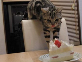 You can't have your cake and eat it, too. That one's mine! Image found on SoloFoods.