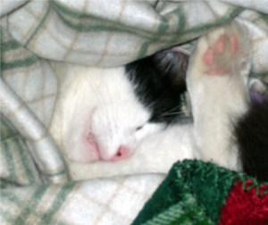 You can't have my blankets, though ...