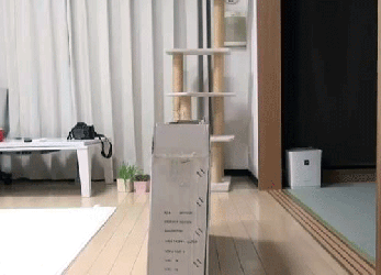 I do some of my best thinking outside the box ... and in the box ... GIF found on Giphy.