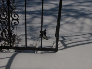 That little dot is the head of my welcome cat ... that's all that wasn't covered in ice, sleet and snow on Thursday.