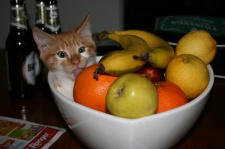 Oh, yeah, the apples and oranges taste completely different! Image found on ThatCuteSite.