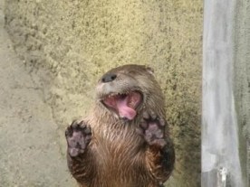 Perhaps the otter's not "blessed," but he certainly is silly (and adorable). Image found on Cutest Paw.